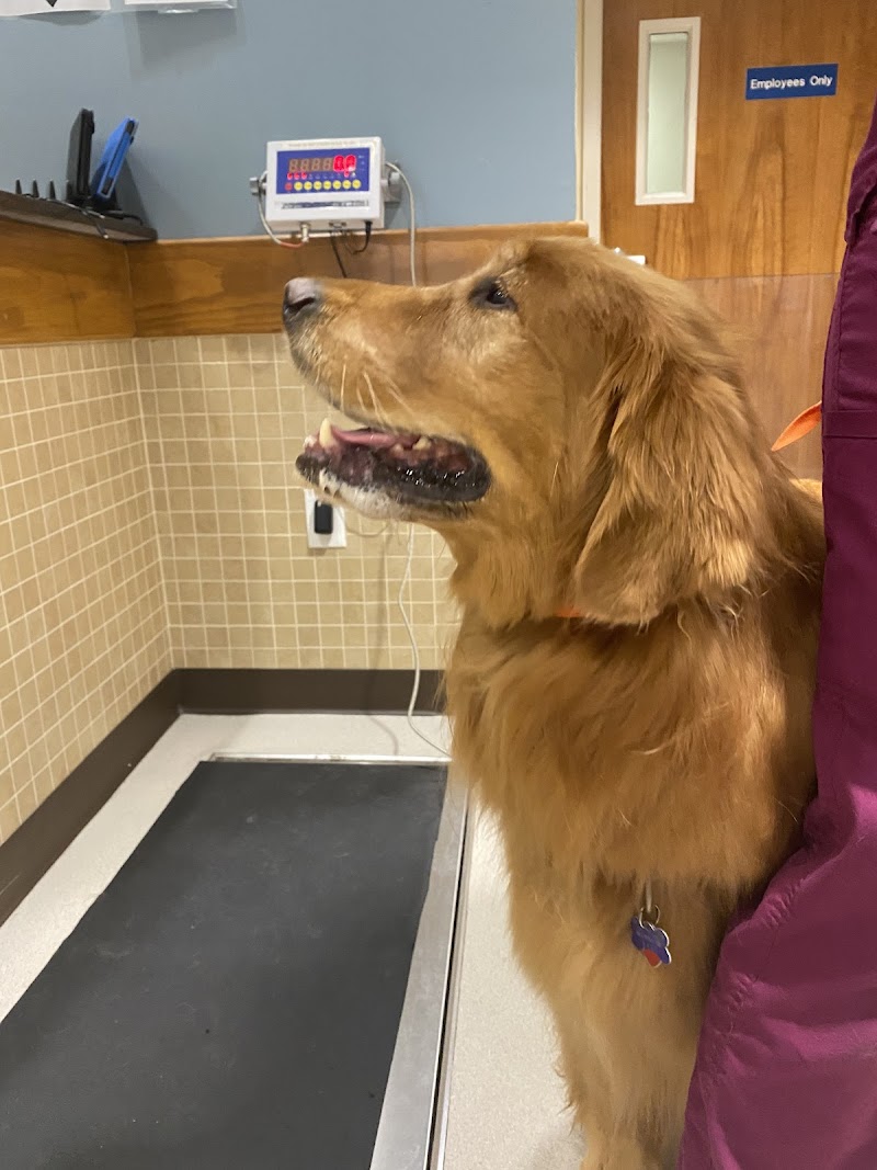BluePearl Pet Hospital Framingham