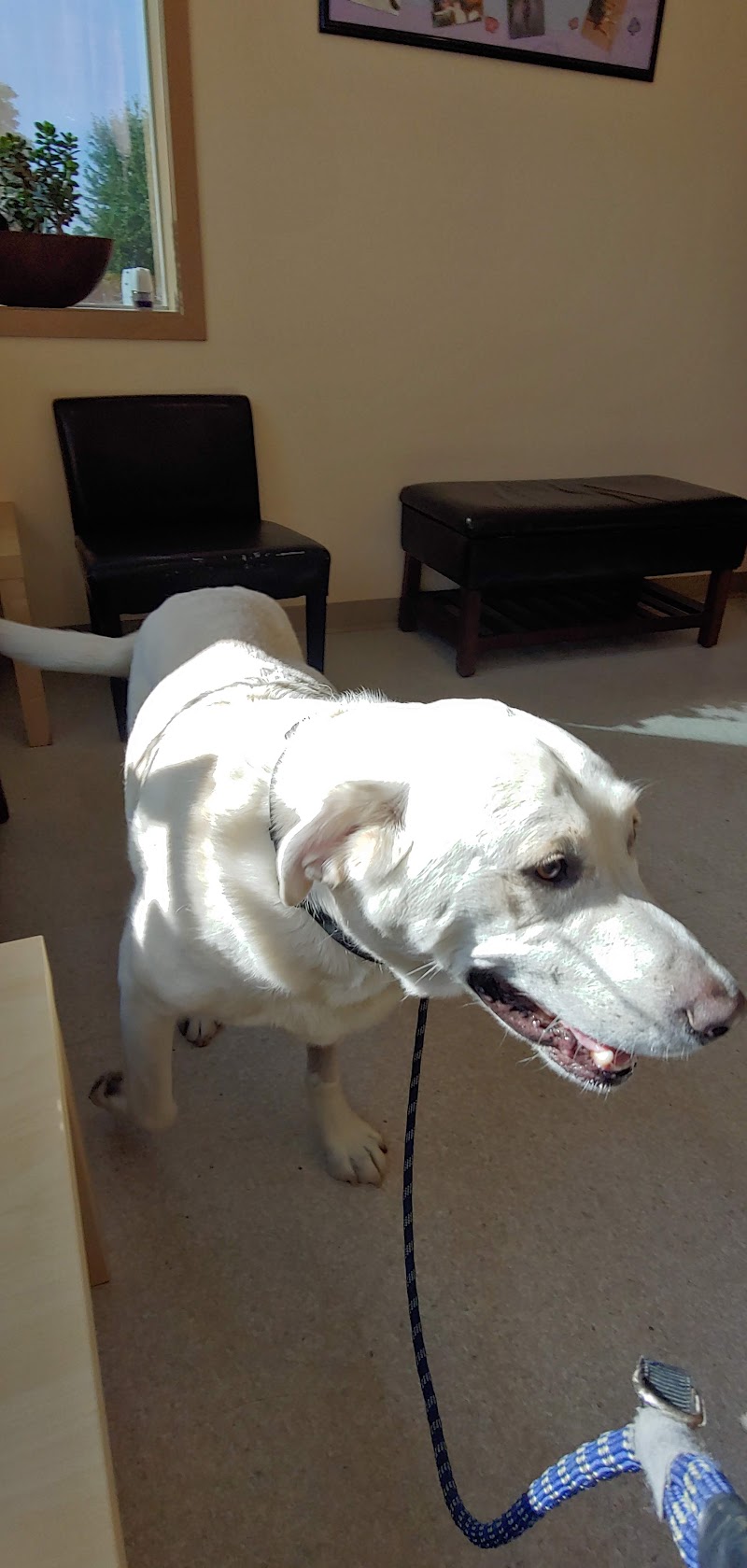 Veterinary Oncology Center