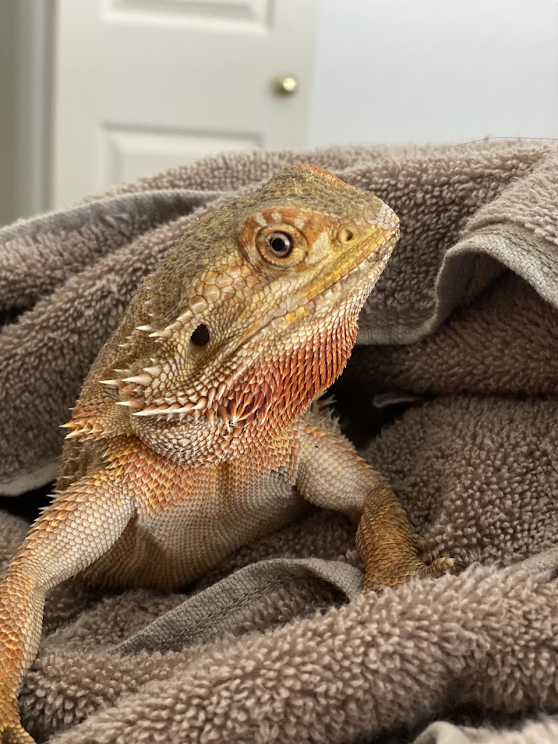 Atlas Pet Vets