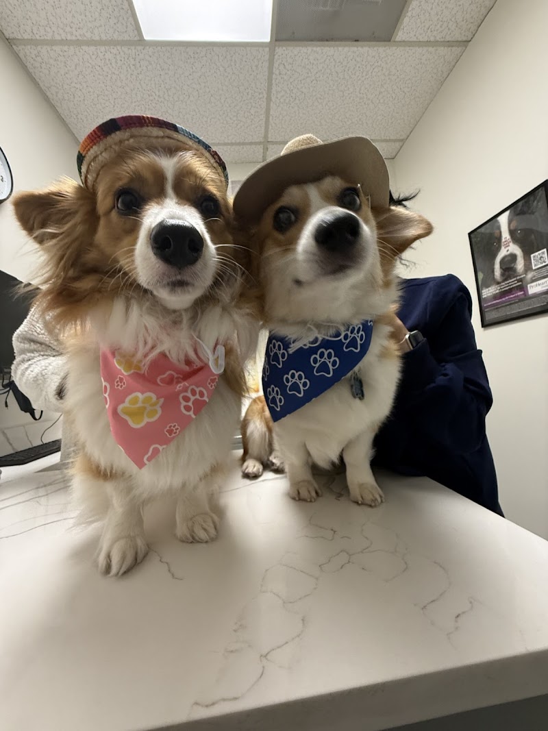 Wilcrest Animal Hospital