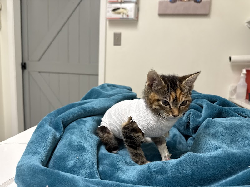 Wilcrest Animal Hospital