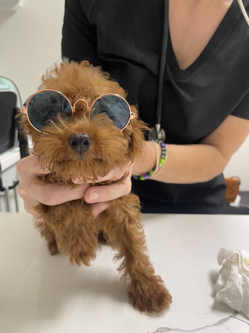Wilcrest Animal Hospital