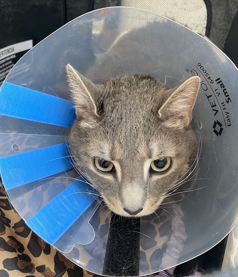 Feline Health