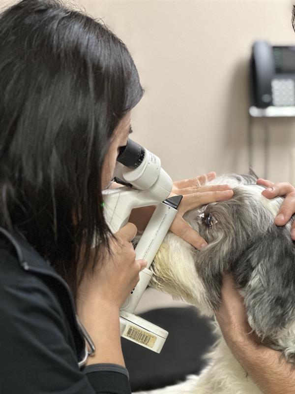 VCA Advanced Veterinary Care Center