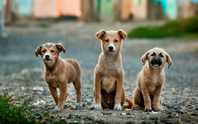 All Day Pet Hospital