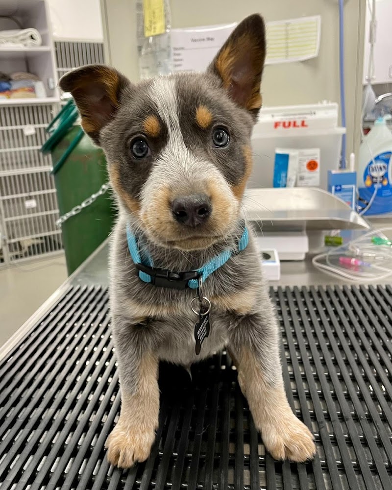All Day Pet Hospital