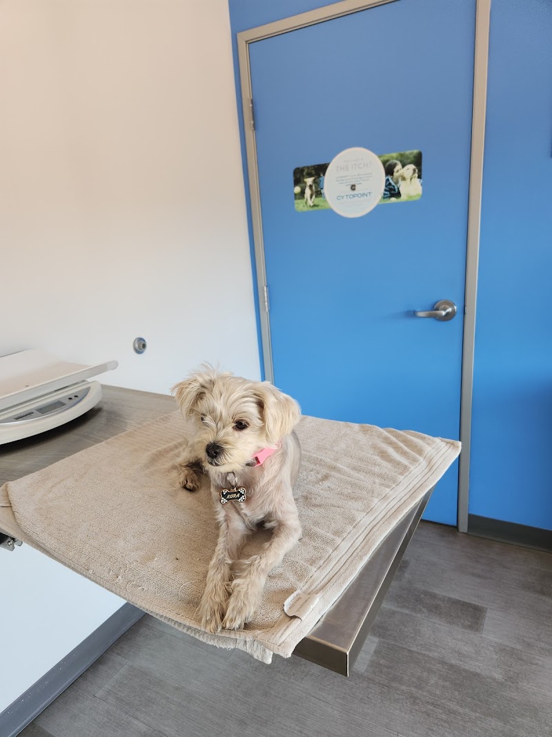 All Day Pet Hospital