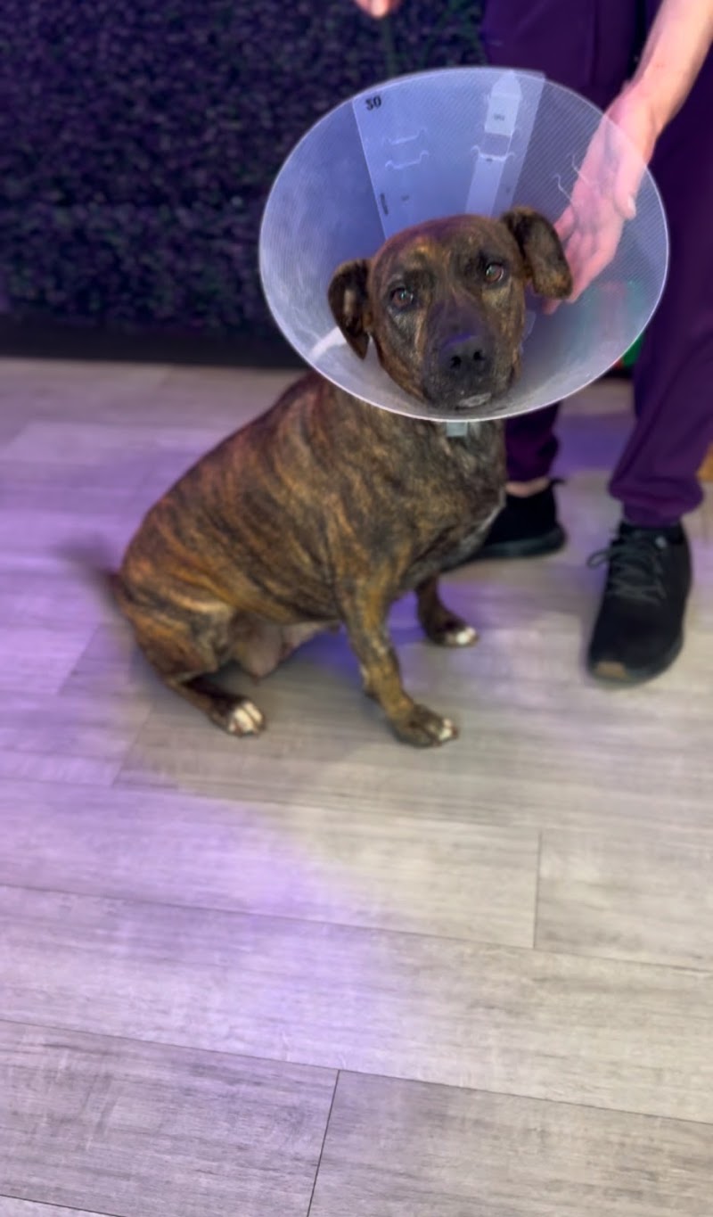Skyline Animal Hospital