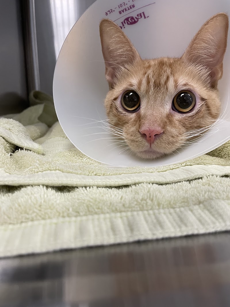 Skyline Animal Hospital