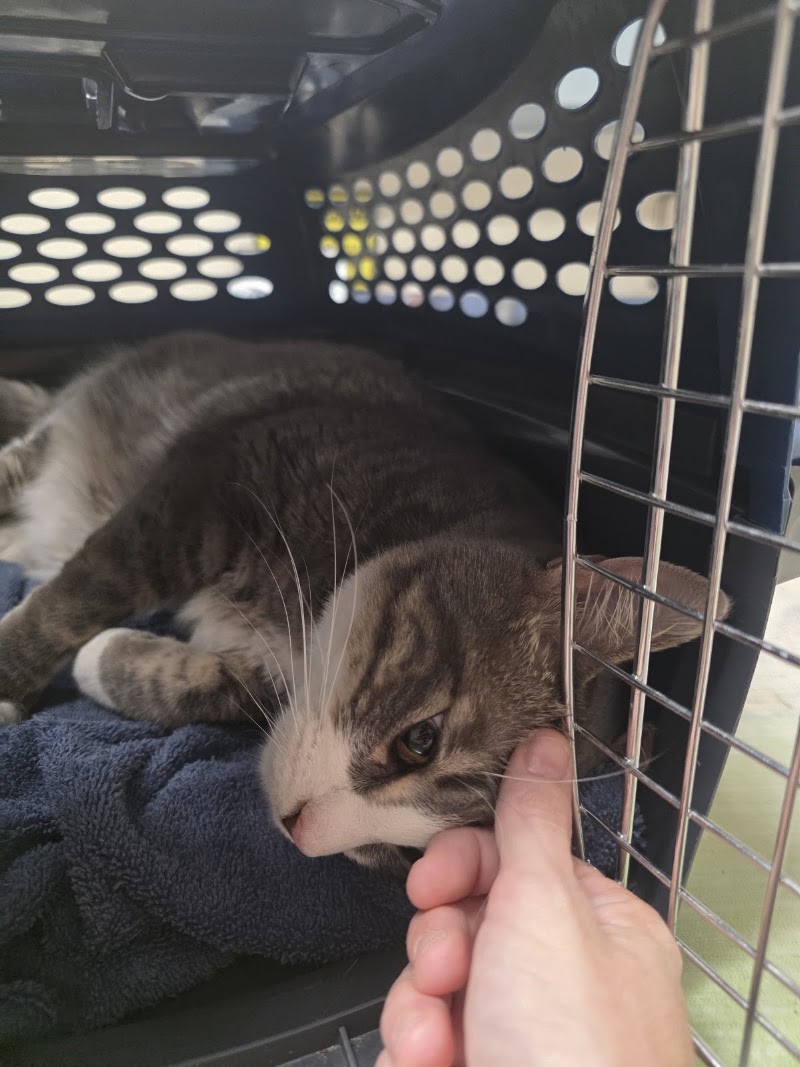 CVCA Cardiac Care For Pets