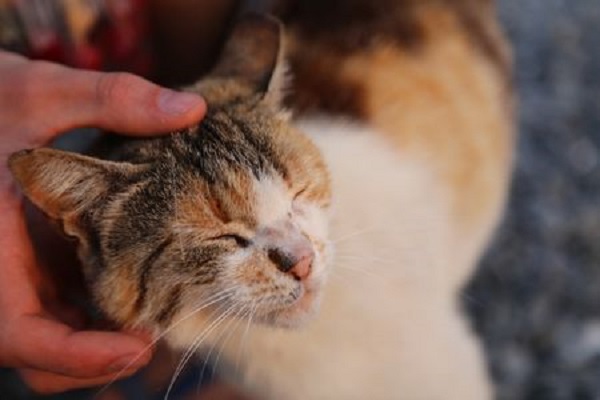 CVCA Cardiac Care For Pets