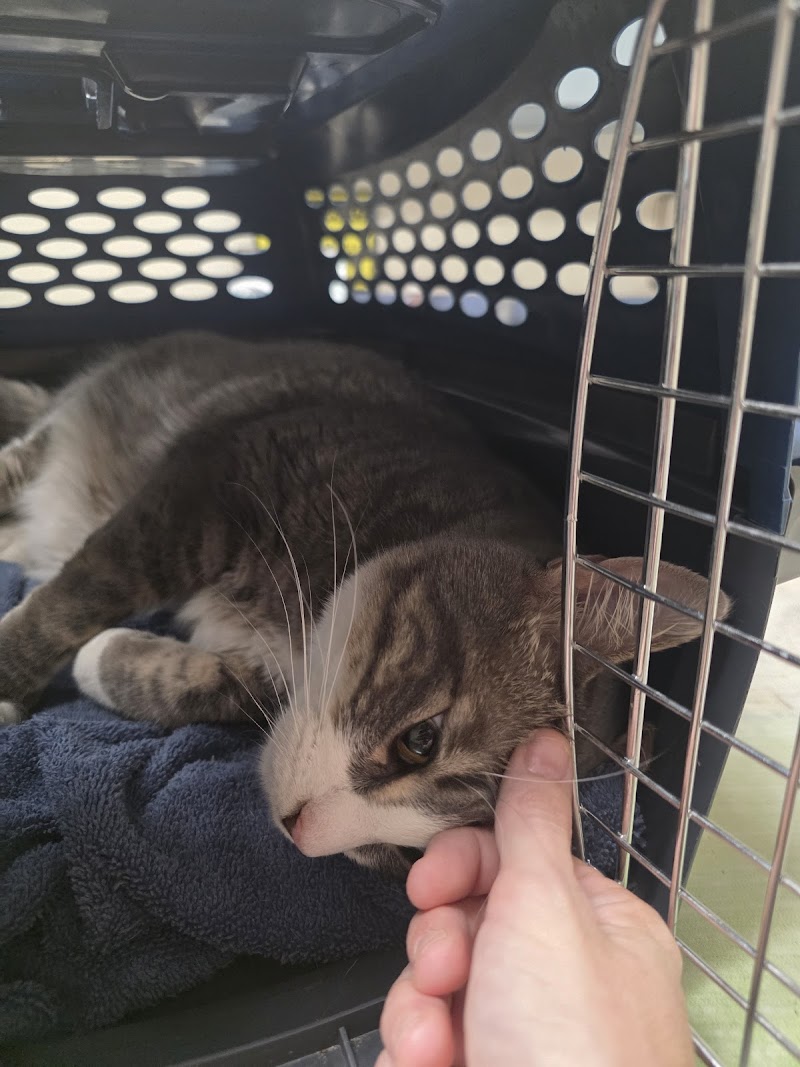 CVCA Cardiac Care For Pets