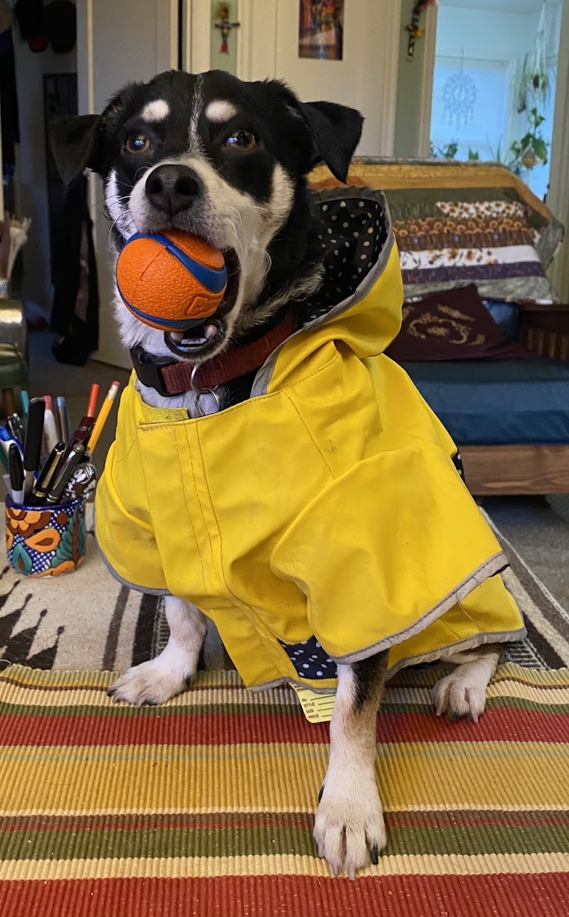 Portland Veterinary Wellness Center