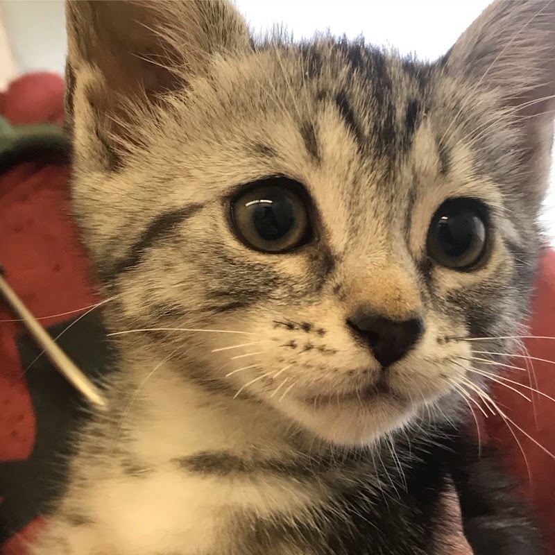 Portland Veterinary Wellness Center