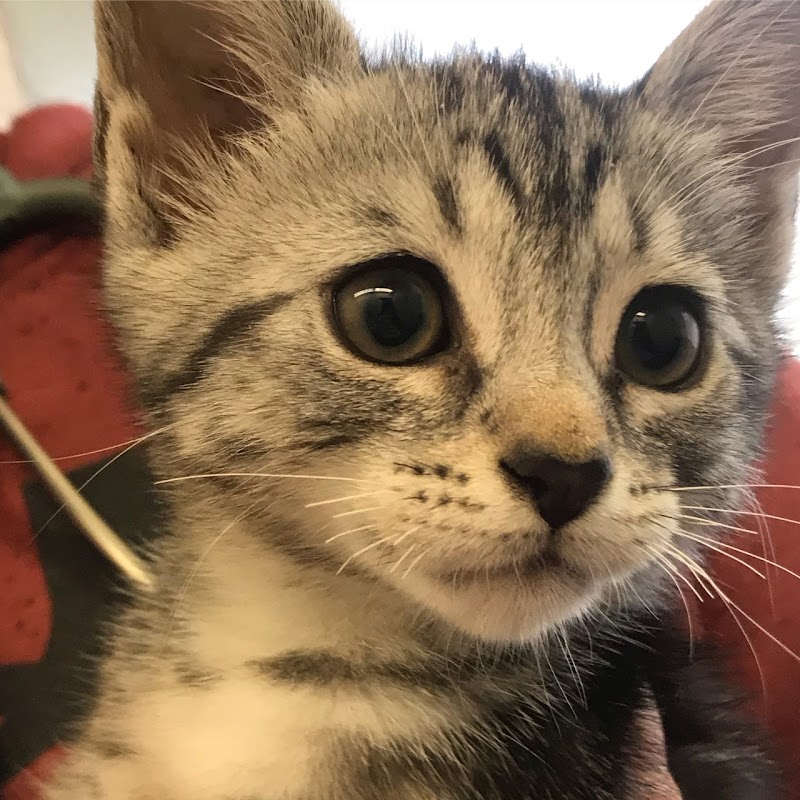 Portland Veterinary Wellness Center