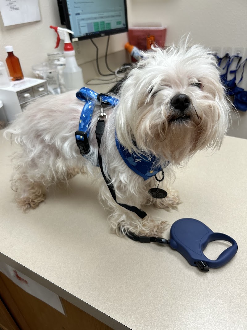 Low Cost Pet Vet