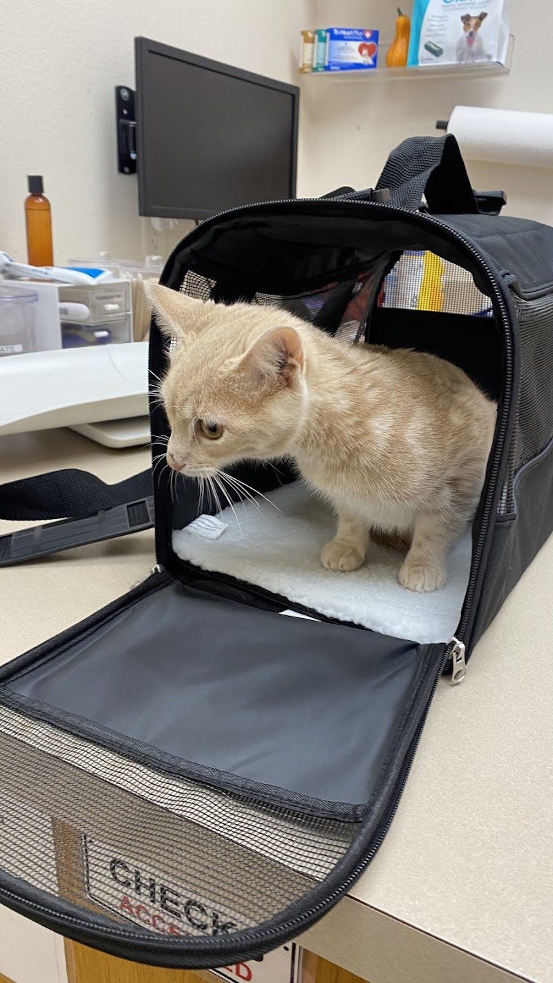 Low Cost Pet Vet