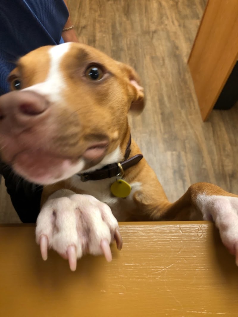Low Cost Pet Vet