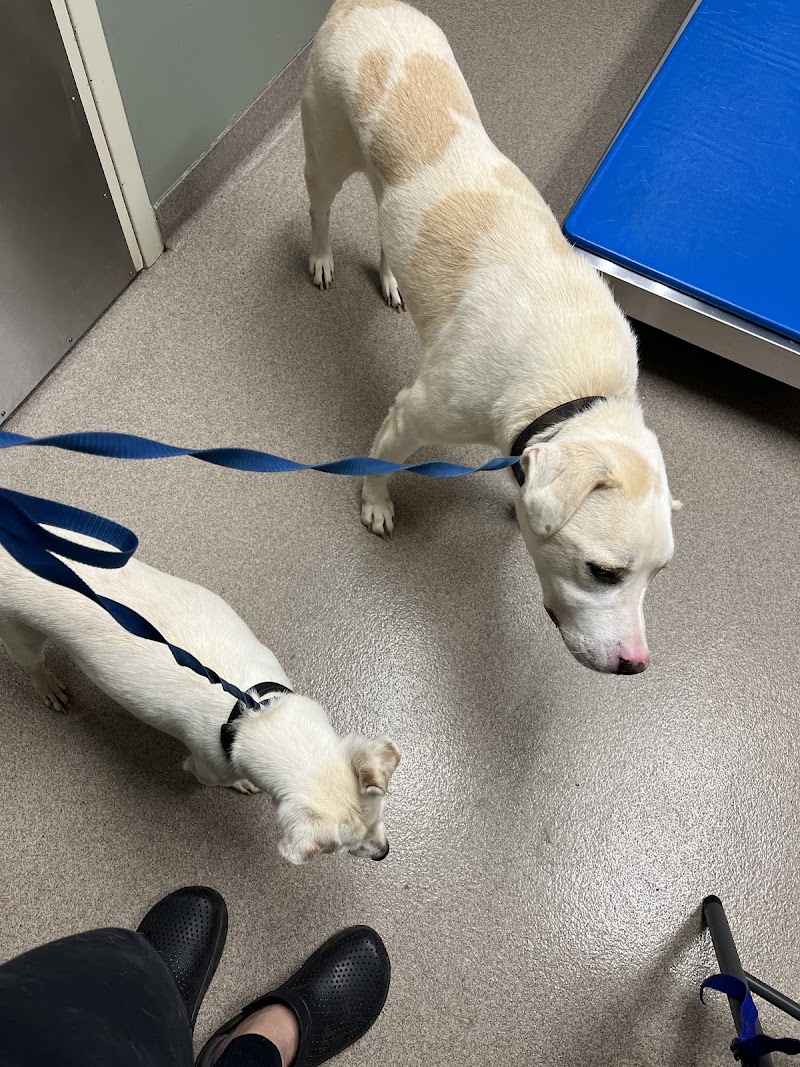 Gwinnett Animal Clinic