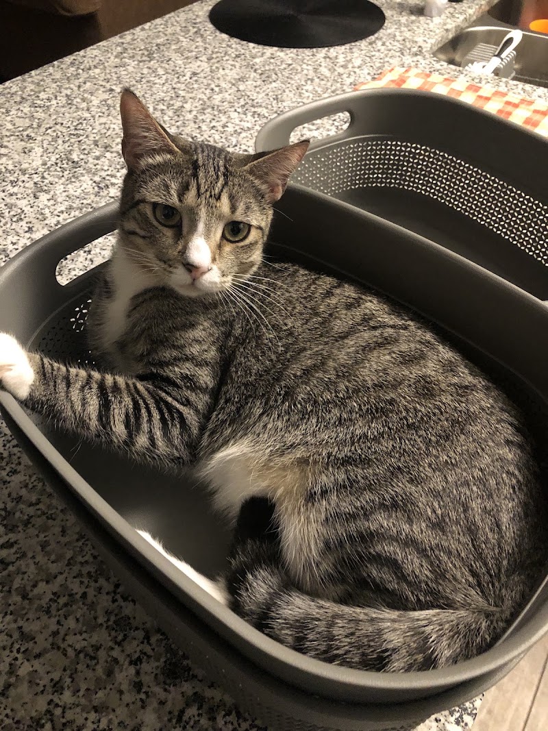 Gwinnett Animal Clinic