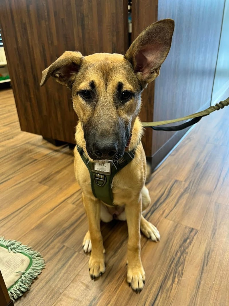Gwinnett Animal Clinic