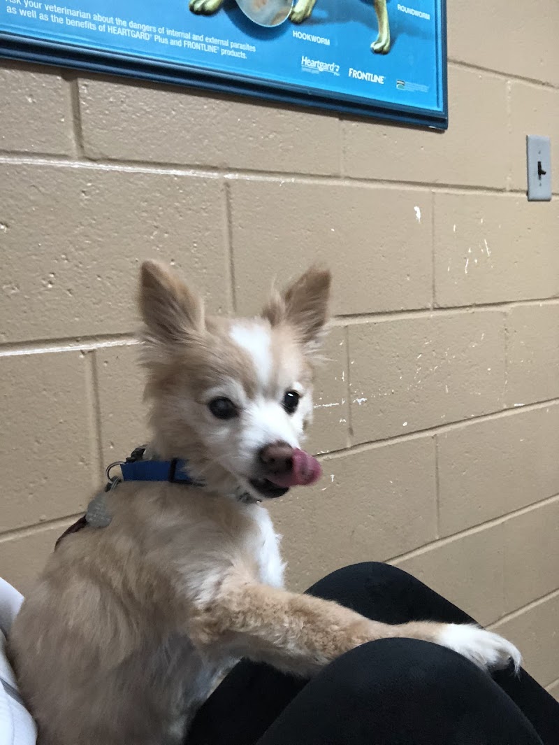 Gwinnett Animal Clinic - Lawrenceville
