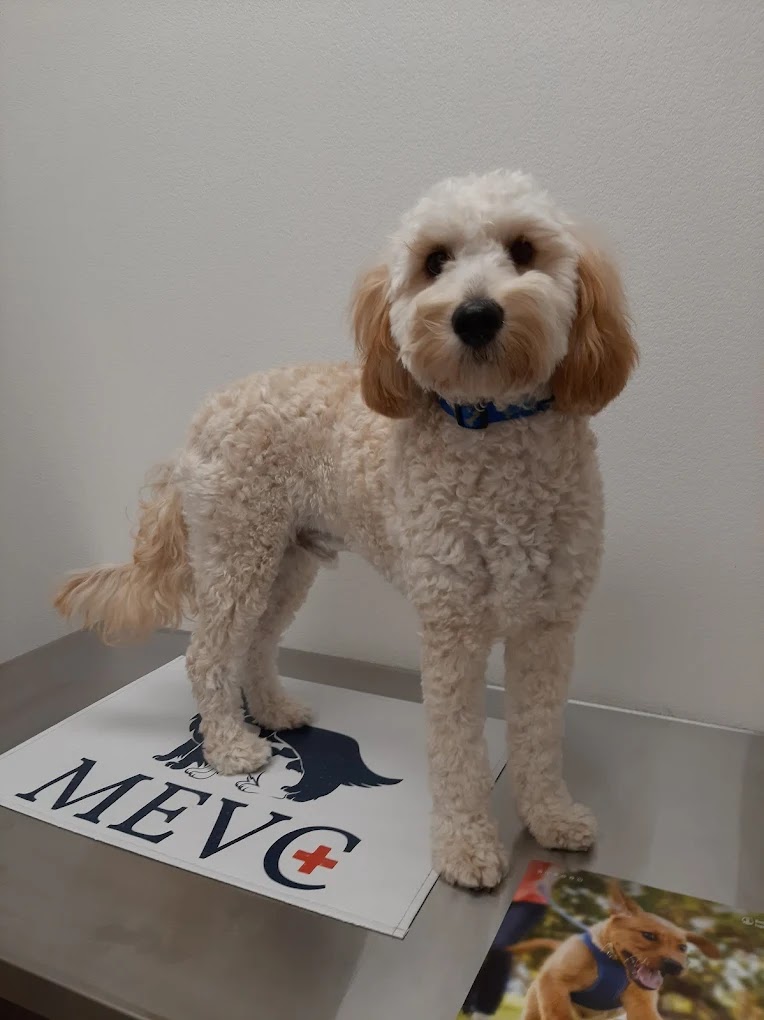 McKinney Emergency Veterinary Clinic