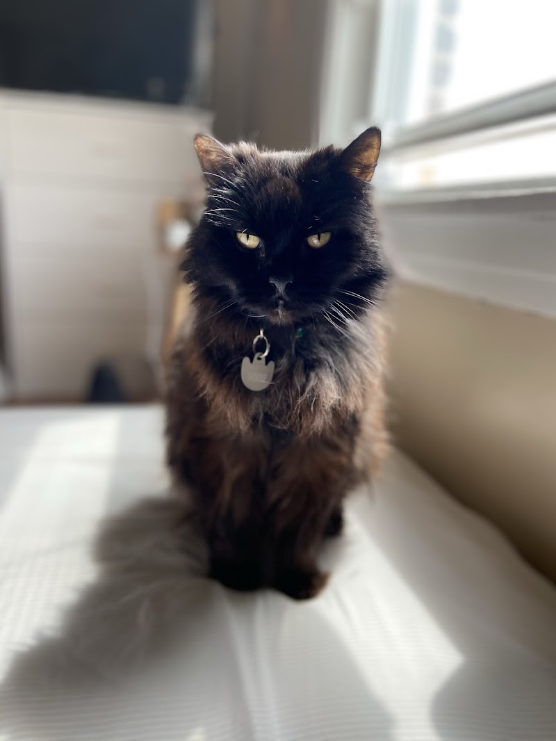 Scout Veterinary Urgent Care - Lincoln Park