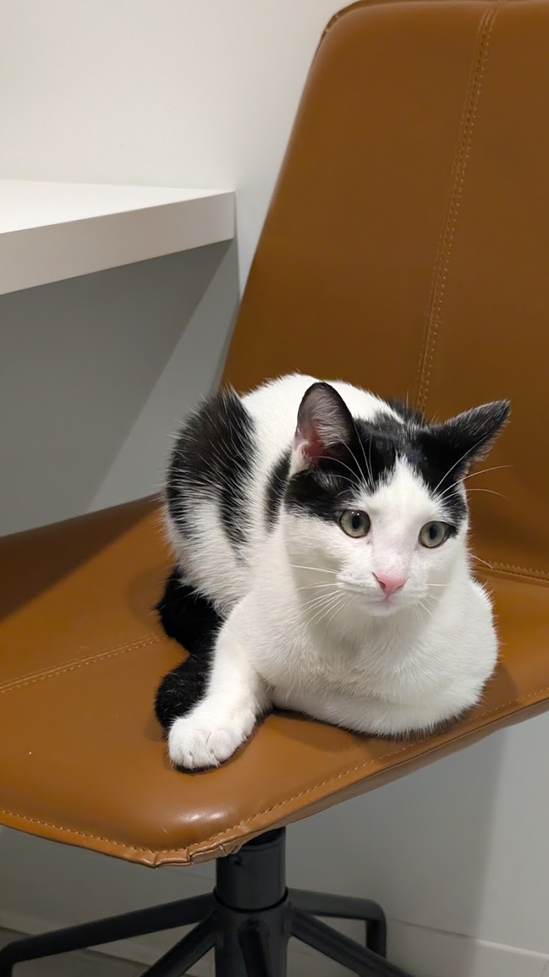Scout Veterinary Urgent Care - Lincoln Park