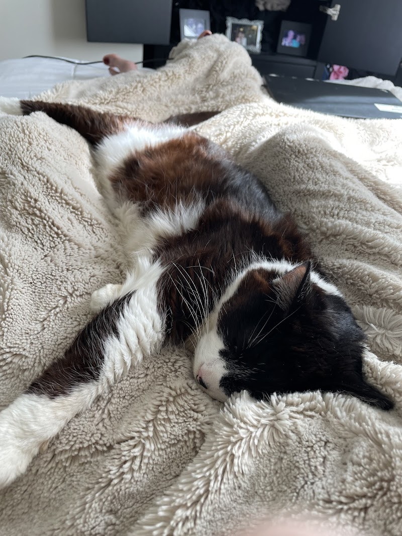 Scout Veterinary Urgent Care - Lincoln Park