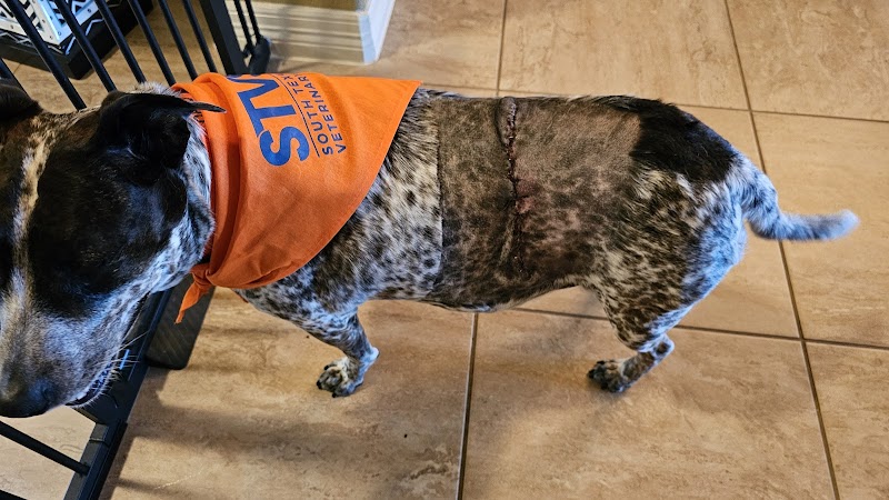 South Texas Veterinary Surgery