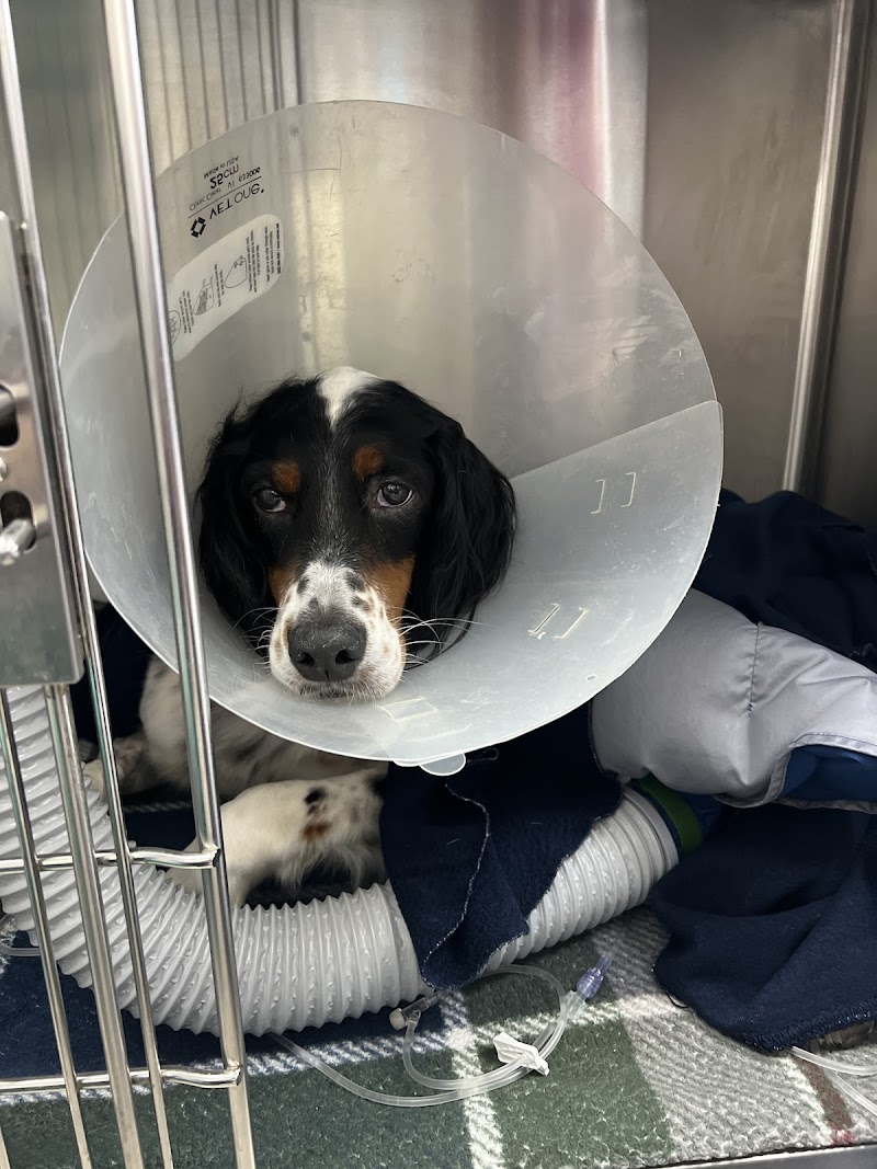 South Texas Veterinary Surgery