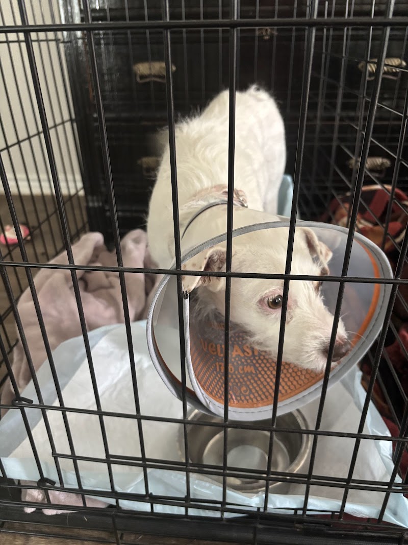 South Texas Veterinary Surgery