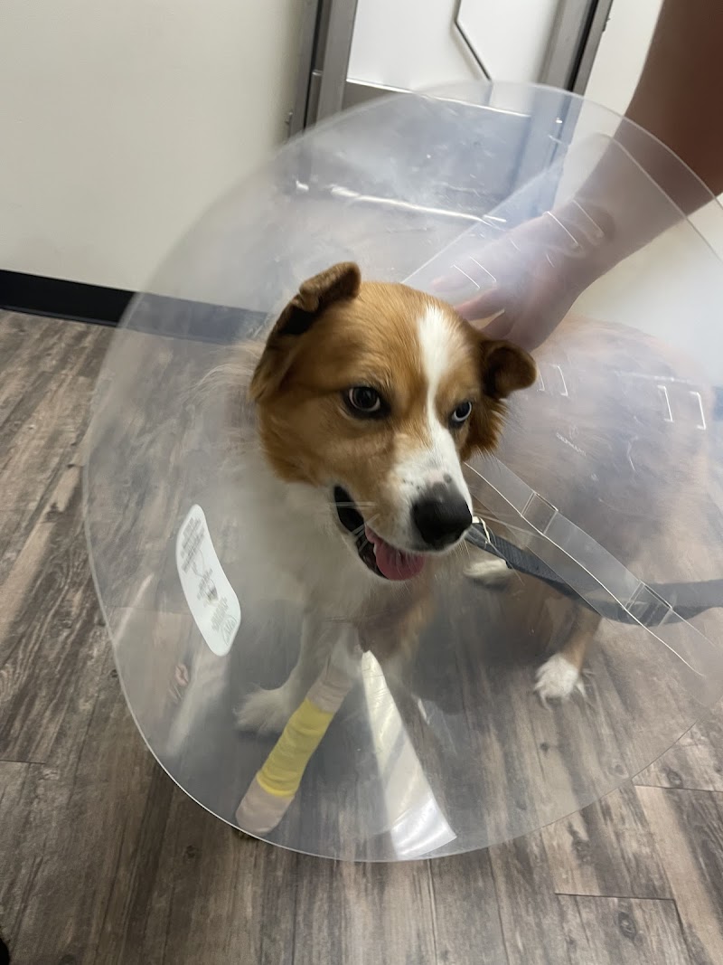 Houston Veterinary Walk-in & Urgent Care
