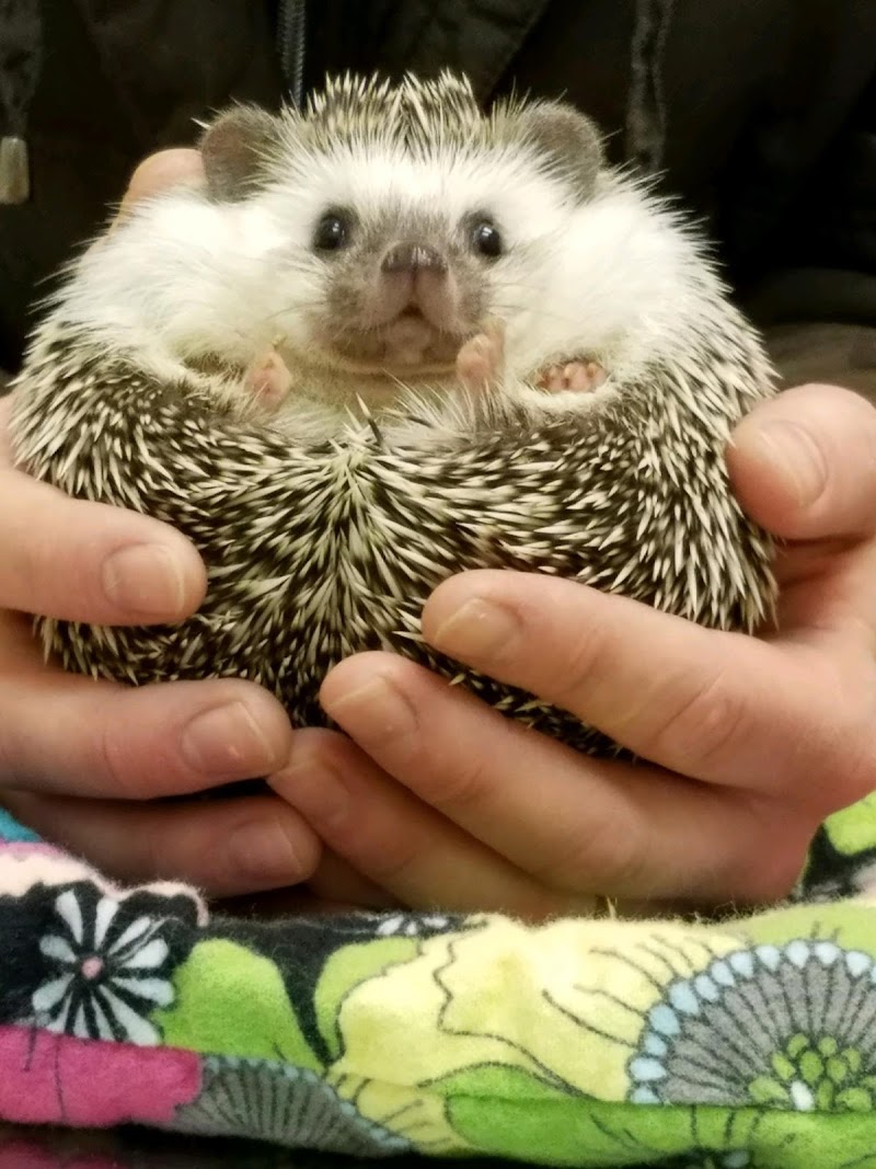 Valley Veterinary Hospital Denver