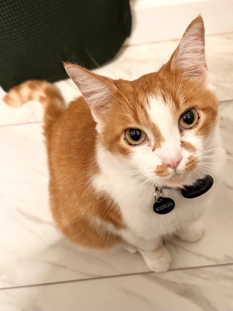 CVCA Cardiac Care for Pets