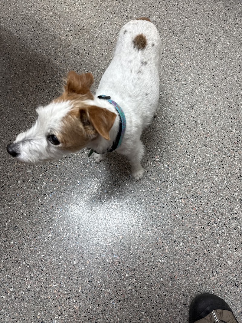 CVCA Cardiac Care for Pets