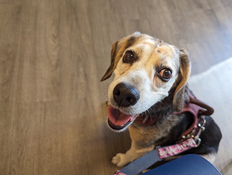 CVCA Cardiac Care for Pets