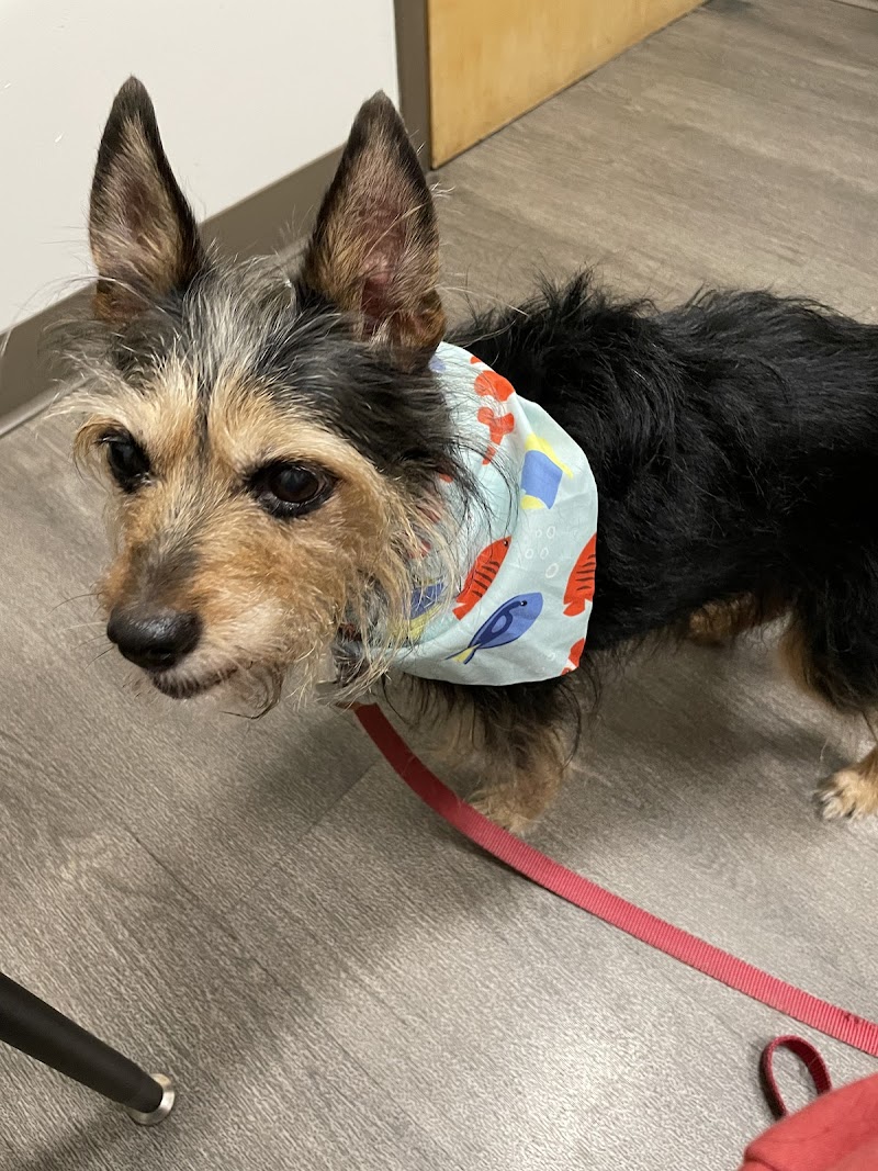 CVCA Cardiac Care for Pets