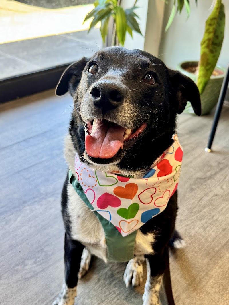 CVCA Cardiac Care for Pets