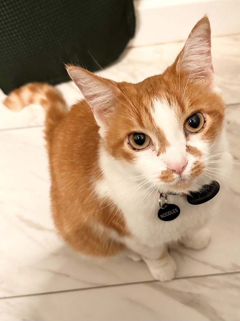 CVCA Cardiac Care for Pets