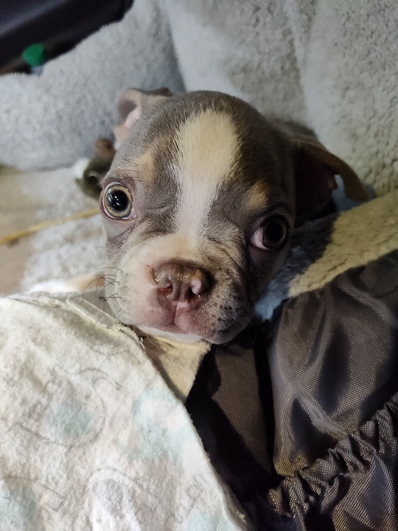 AVECCC - Buckeye