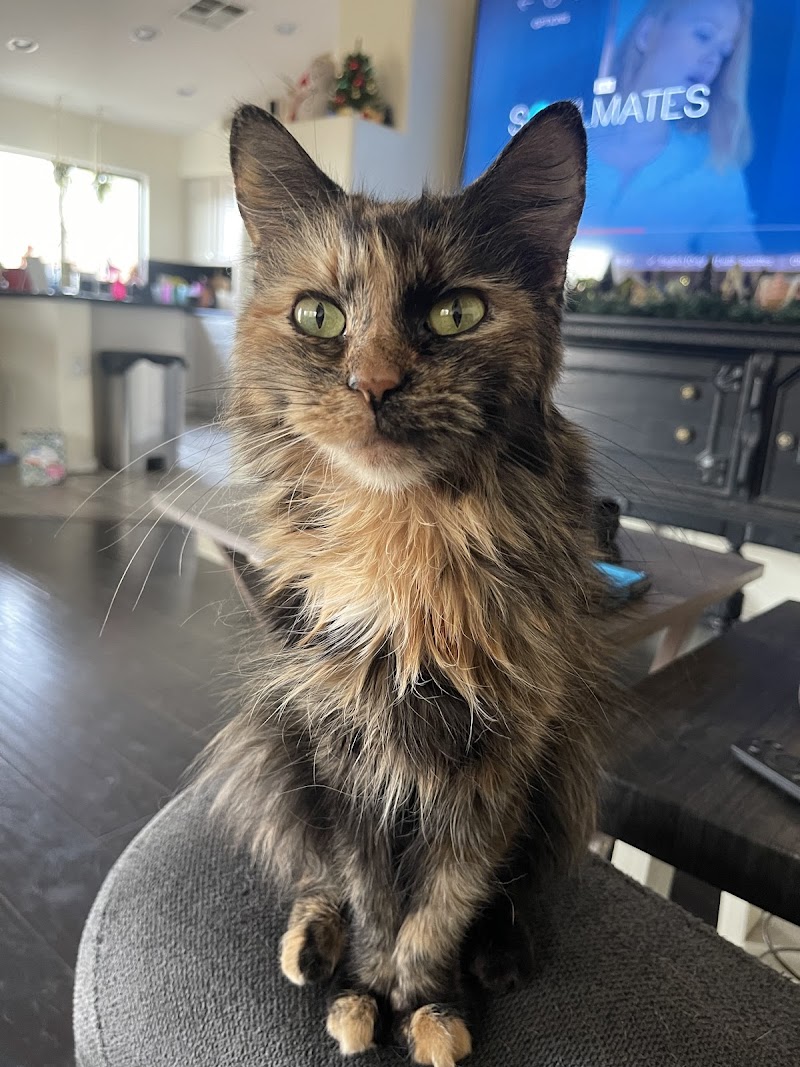 AVECCC - Buckeye
