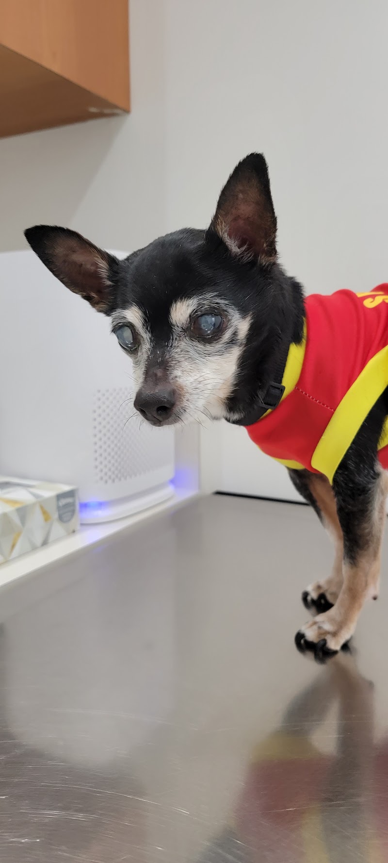 Blue Cross Pet Hospital