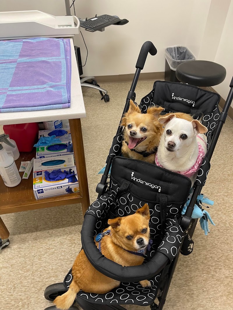 Blue Cross Pet Hospital