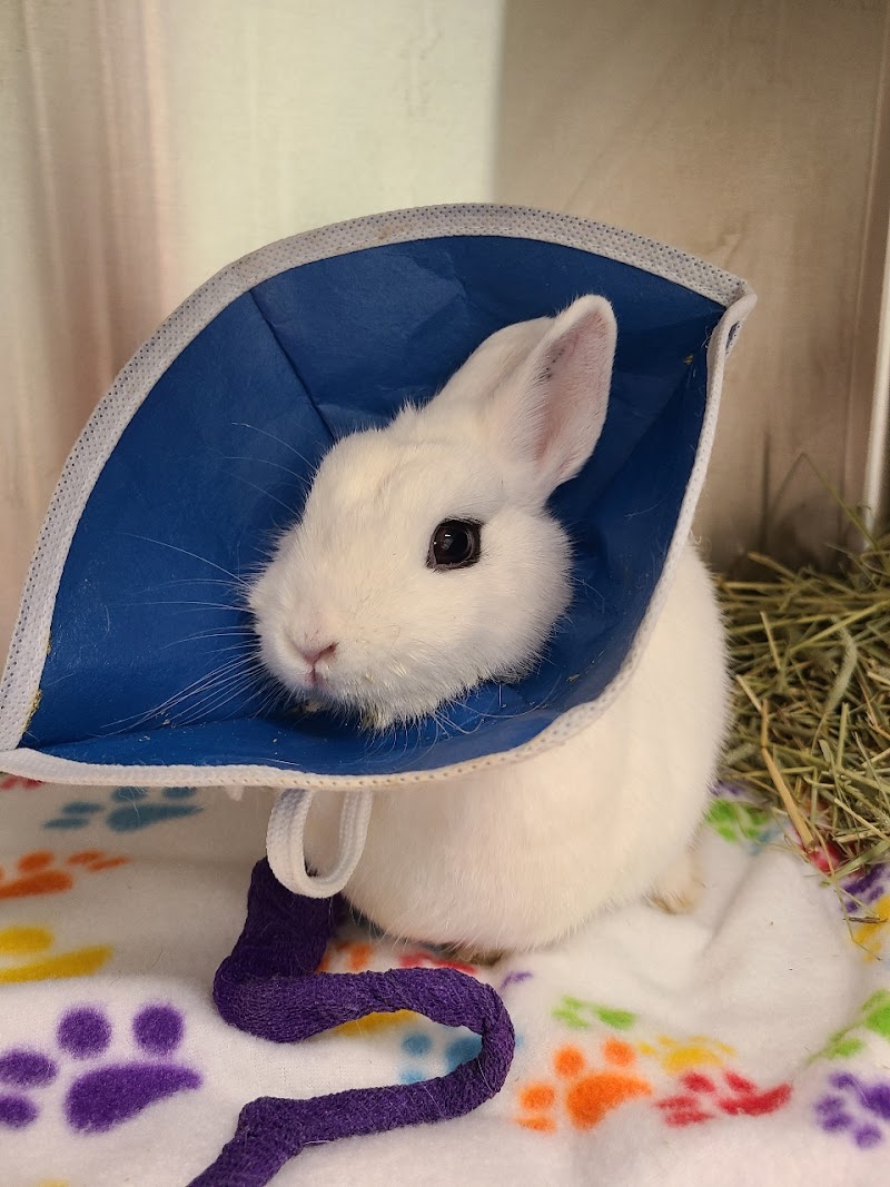 Safari Animal Hospital