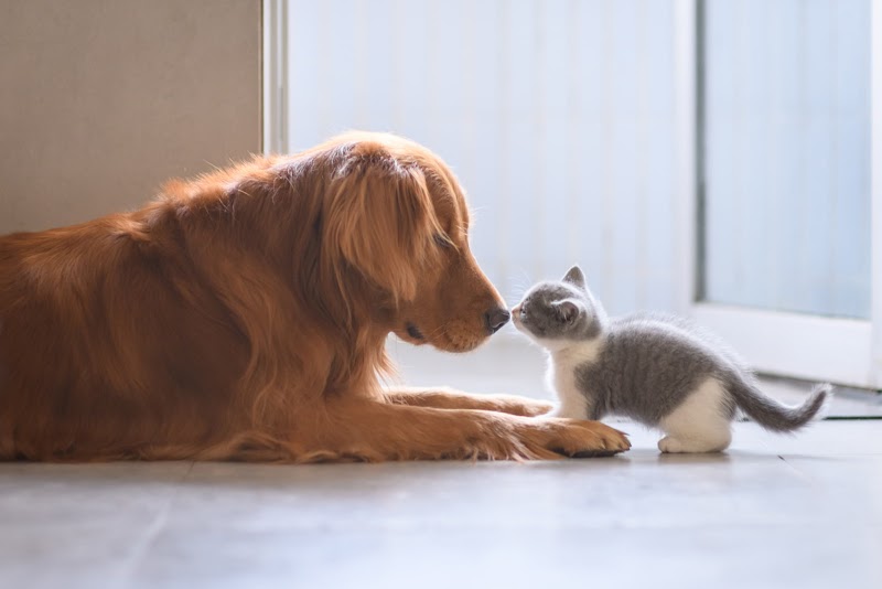 Metropolitan Veterinary Urgent Care and Specialty