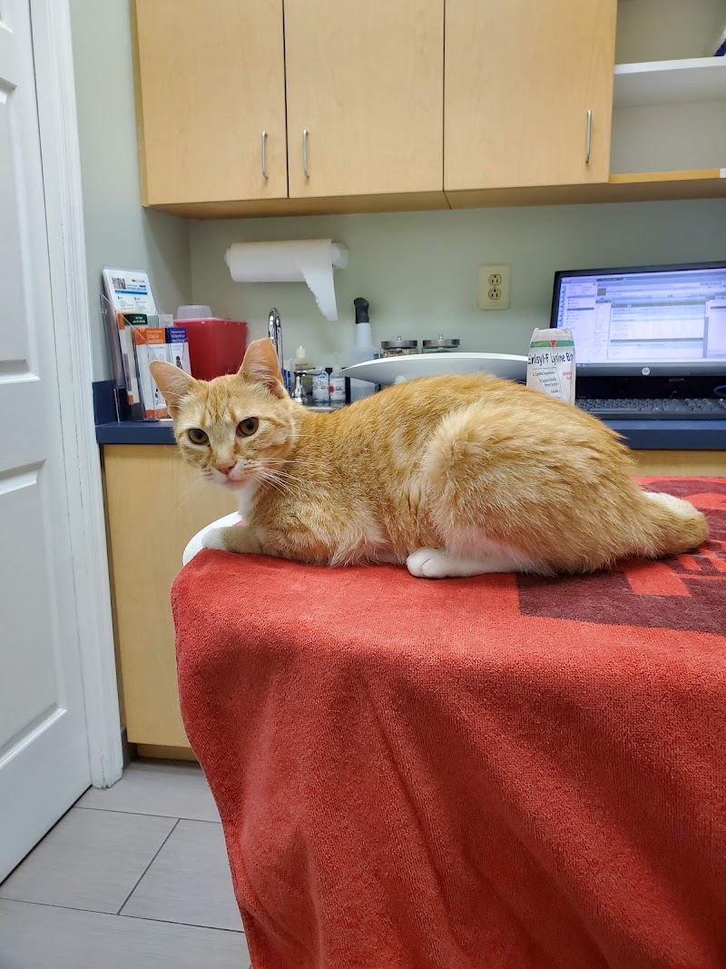 VCA Cat Hospital of Philadelphia