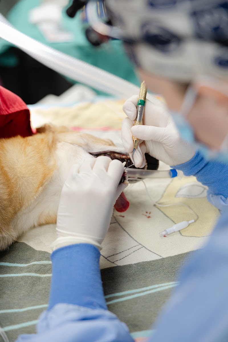 Hospital for Veterinary Dentistry and Oral Surgery