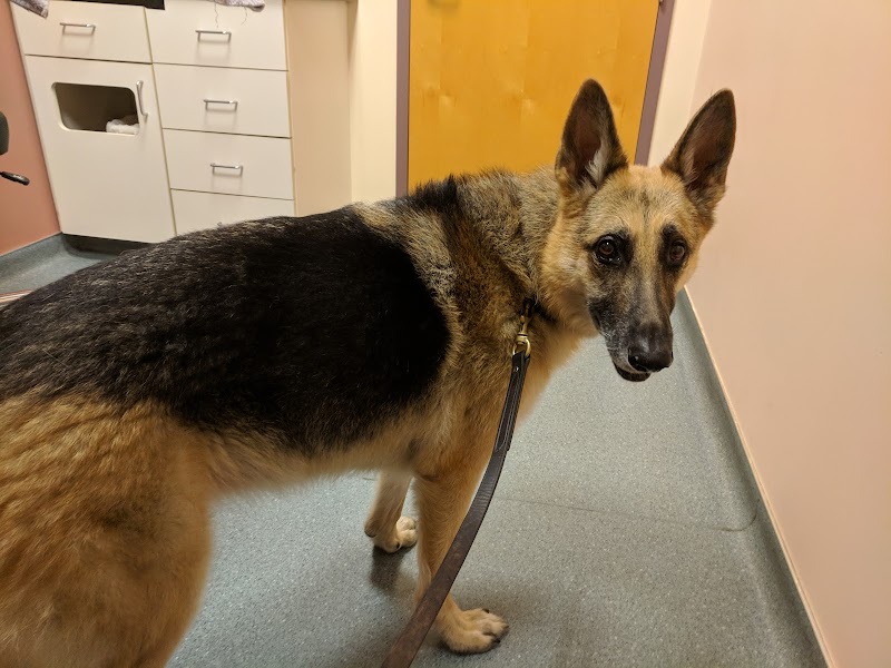 Portland Veterinary Emergency and Specialty Care (Dermatology Only)